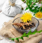 čaj od korena maslačka