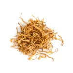 Cordyceps