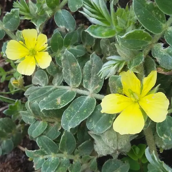 tribulus terrestris babin zub biljka